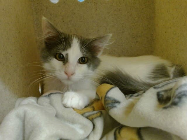 Unknown - Domestic Medium Hair