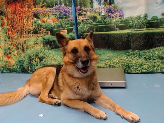 Unknown - German Shepherd Dog