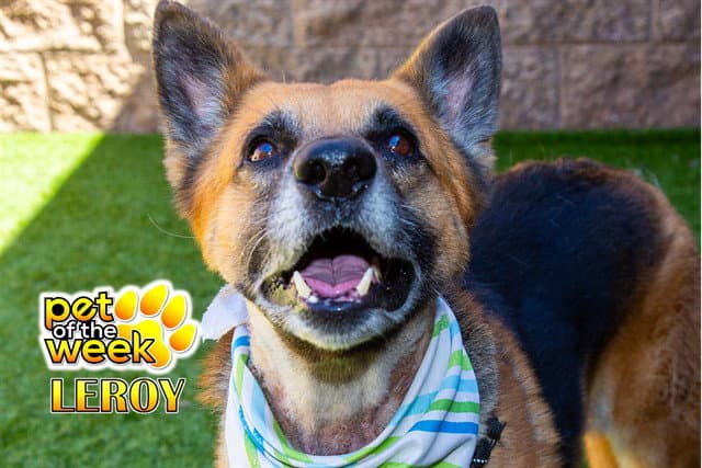 Unknown - German Shepherd Dog