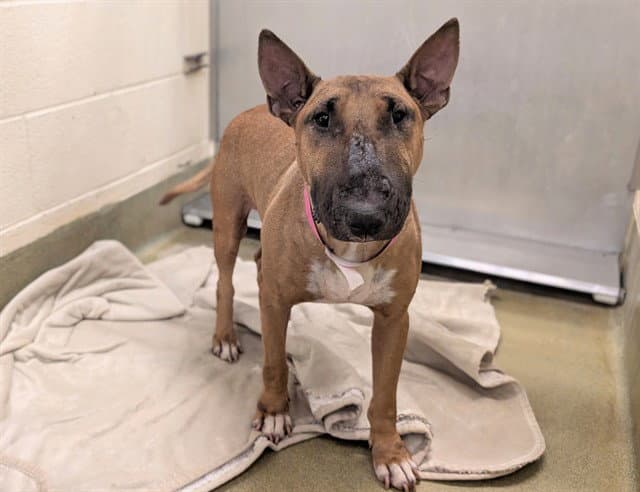 Unknown - Bull Terrier