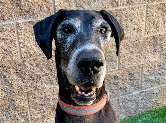 Rambo - Great Dane