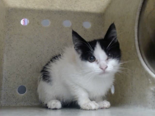 Unknown - Domestic Short Hair