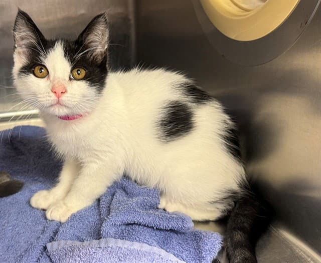 Unknown - Domestic Short Hair