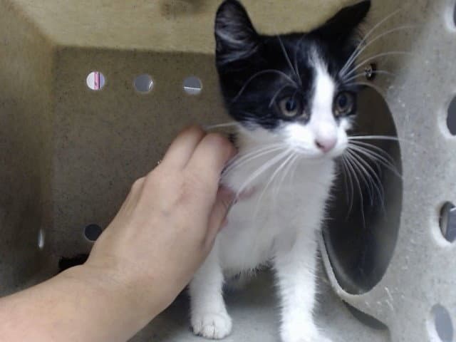 Unknown - Domestic Short Hair