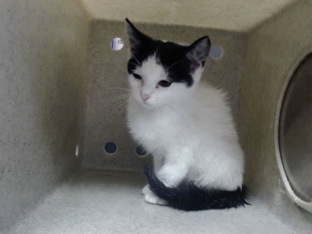 Unknown - Domestic Short Hair