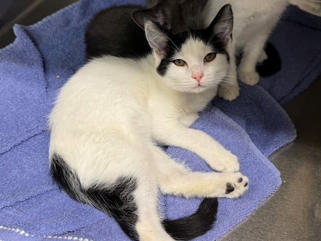 Unknown - Domestic Short Hair