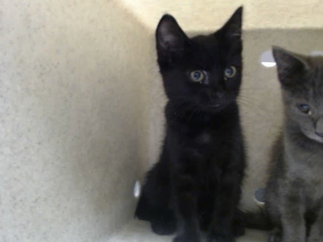 Unknown - Domestic Short Hair