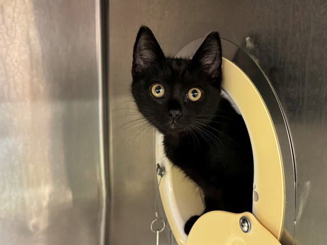 Unknown - Domestic Short Hair