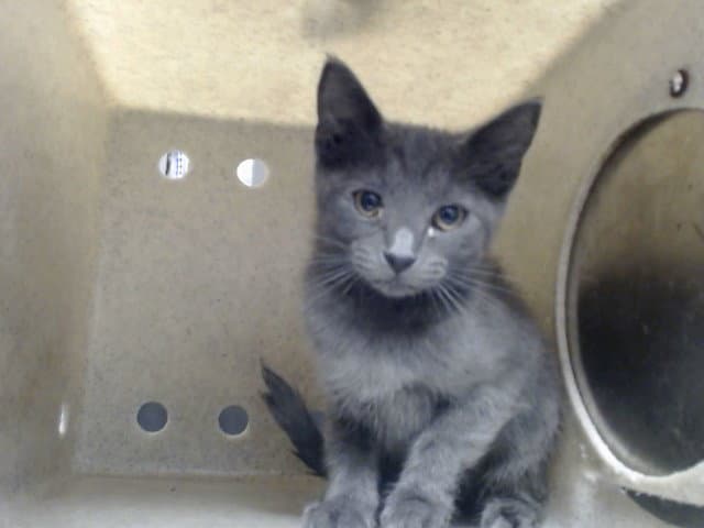 Unknown - Domestic Short Hair