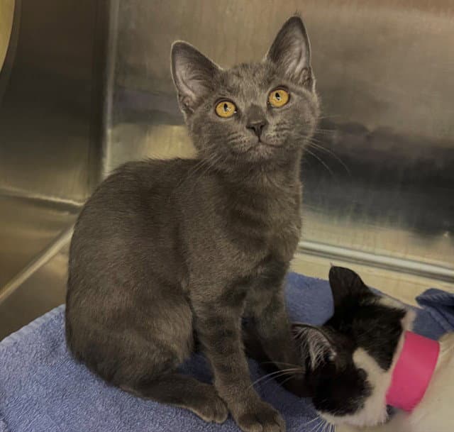Unknown - Domestic Short Hair