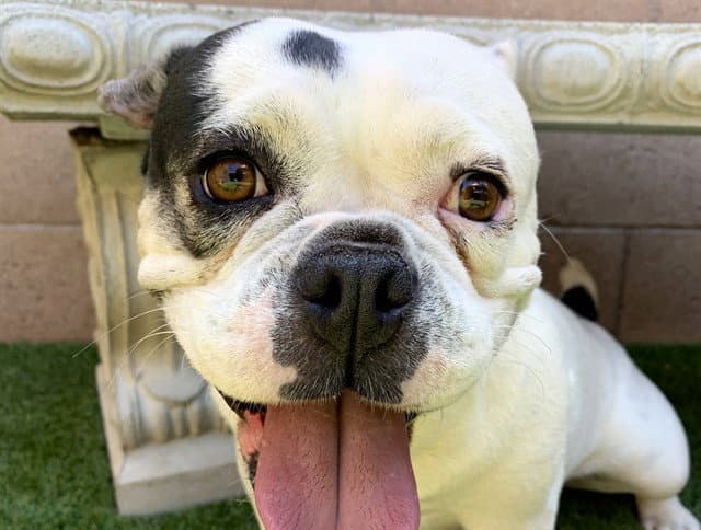 Unknown - French Bulldog