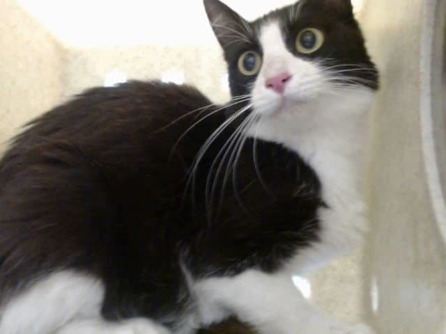 Unknown - Domestic Medium Hair