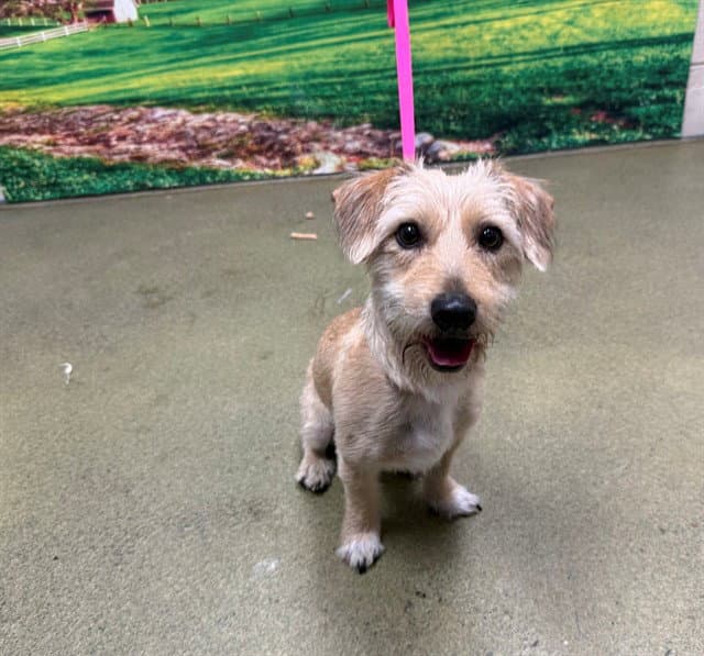 Unknown - Terrier