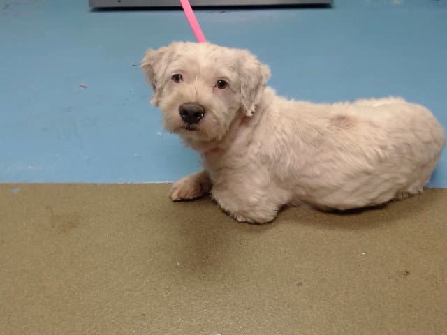 Unknown - Terrier