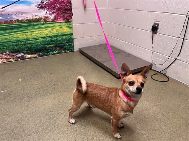 Unknown - Chihuahua