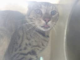 Unknown image 1