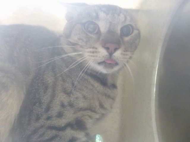 Unknown - Domestic Short Hair