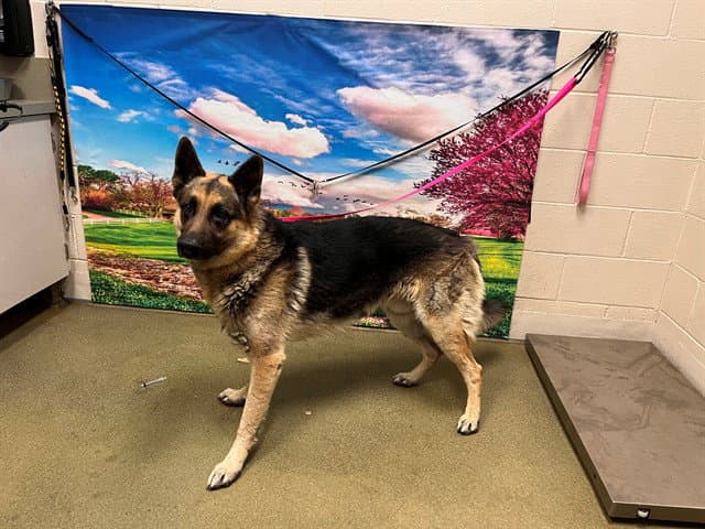 Unknown - German Shepherd Dog