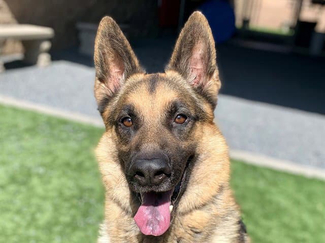 Unknown - German Shepherd Dog