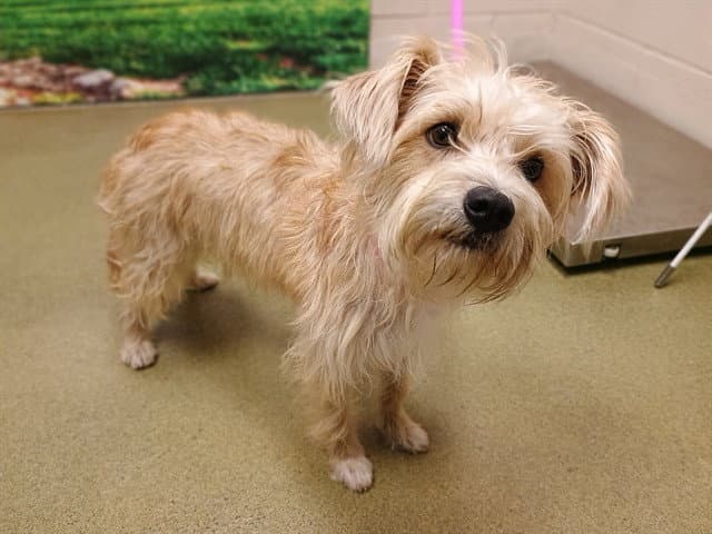 Unknown - Terrier