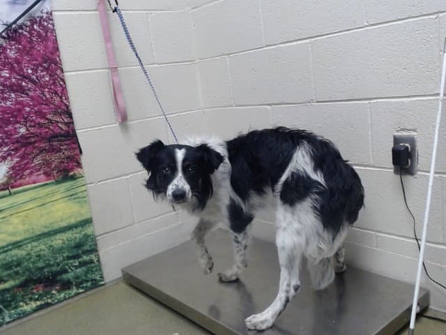 Unknown - Border Collie