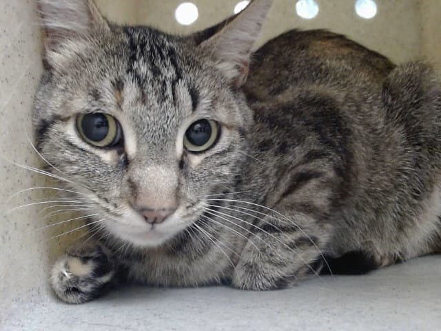 Unknown - Domestic Short Hair