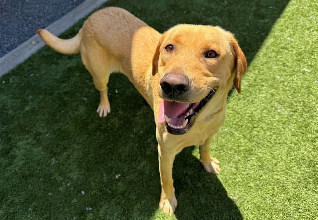 Unknown - Labrador Retriever