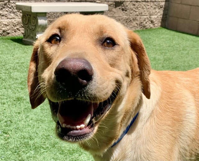 Unknown - Labrador Retriever