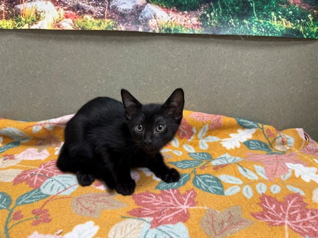 Unknown - Domestic Short Hair