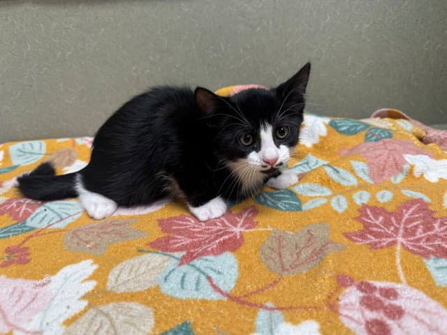 Unknown - Domestic Short Hair