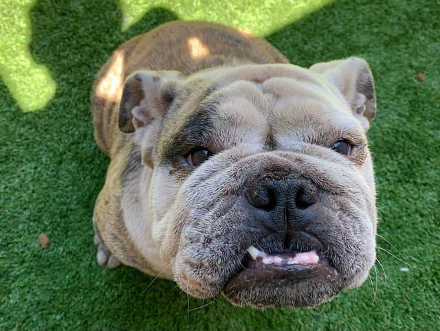 Unknown - English Bulldog