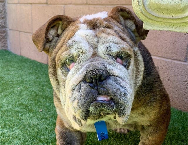 Unknown - English Bulldog