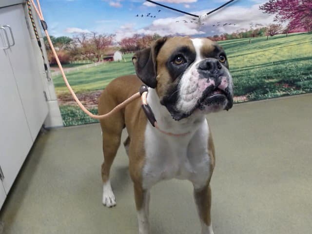 Unknown - Boxer