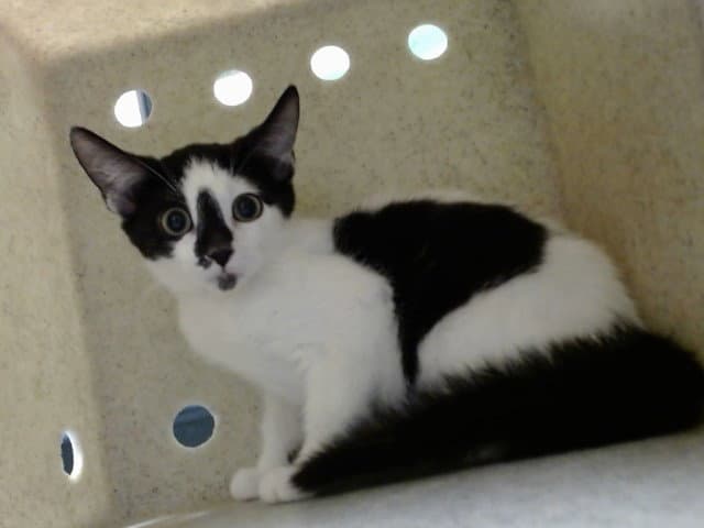 Unknown - Domestic Short Hair