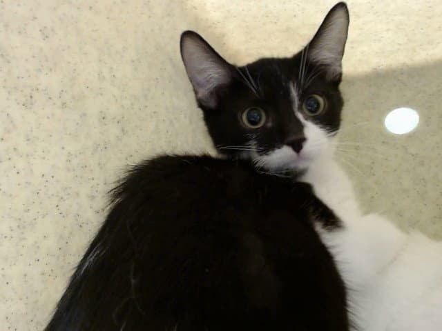 Unknown - Domestic Short Hair