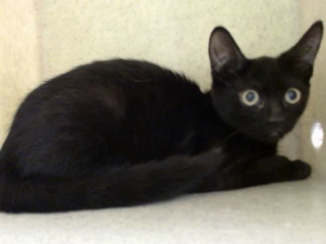 Unknown - Domestic Short Hair