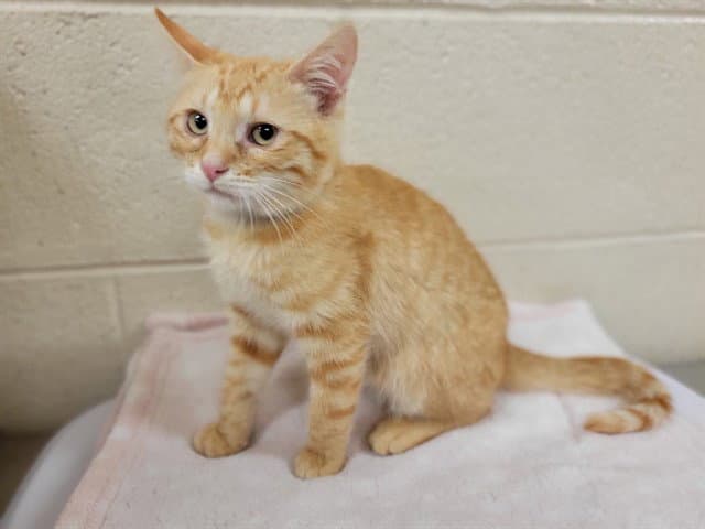 Unknown - Domestic Short Hair