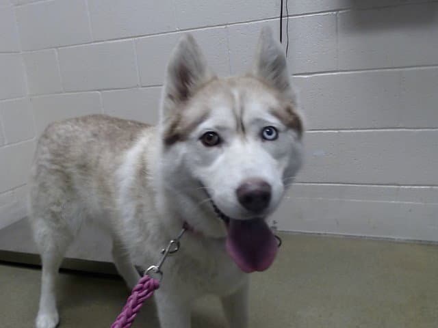 Fawn - Siberian Husky