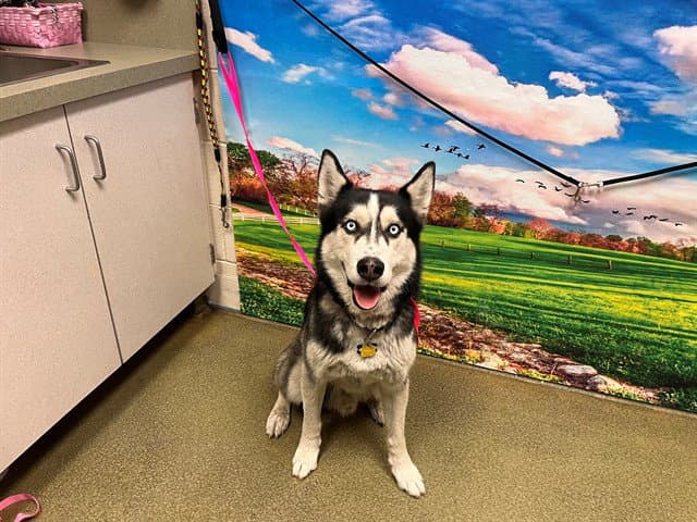 Sir - Siberian Husky