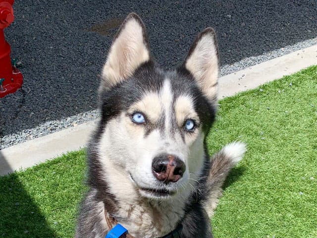 Sir - Siberian Husky