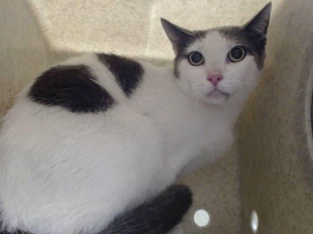 Unknown - Domestic Short Hair