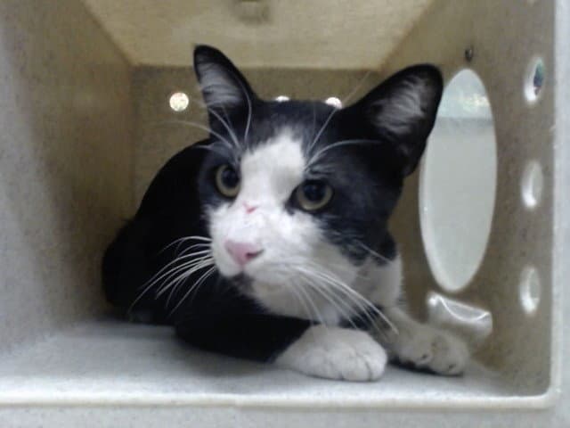 Unknown - Domestic Short Hair