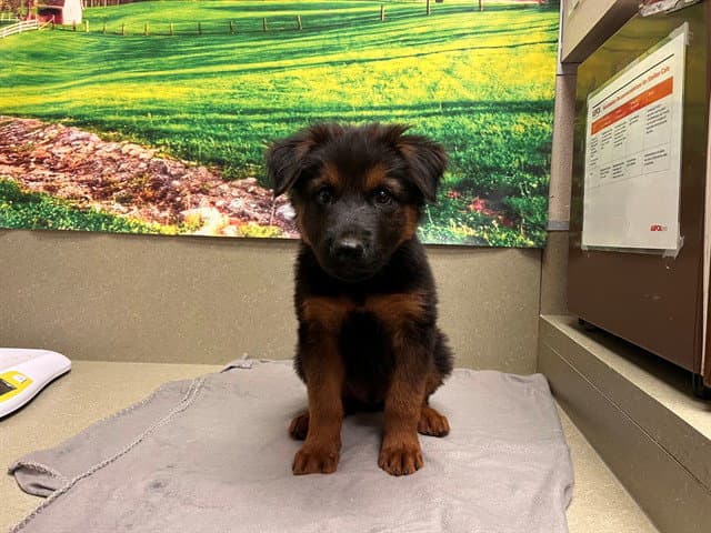 Unknown - German Shepherd Dog