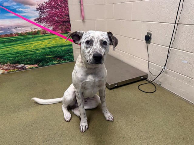 Unknown - Australian Cattle Dog/Blue Heeler