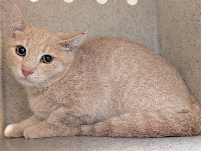 Unknown - Domestic Short Hair