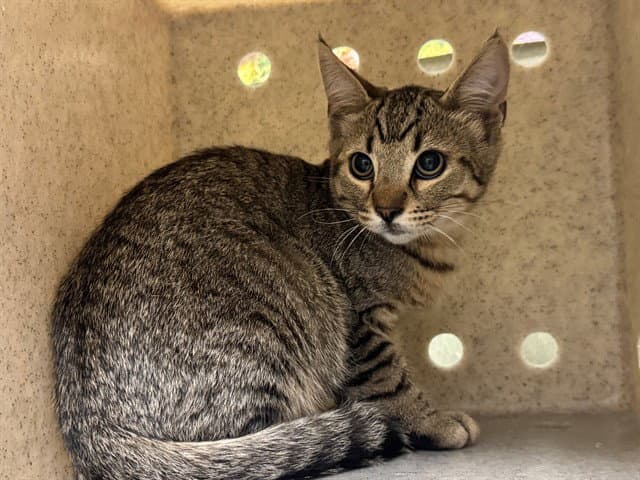 Unknown - Domestic Short Hair