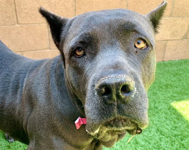 Unknown - Cane Corso Mastiff
