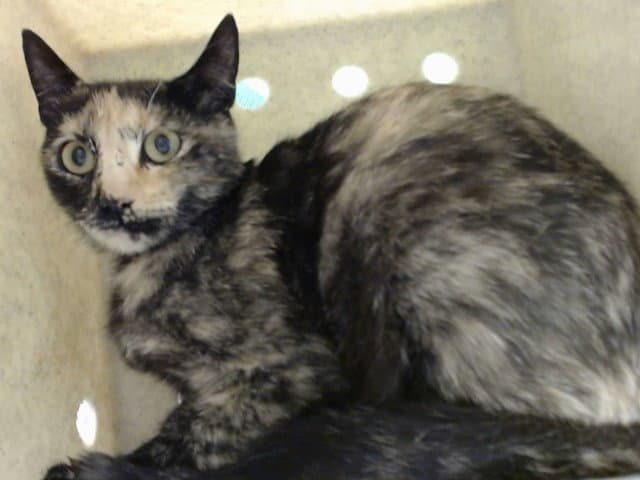 Unknown - Domestic Short Hair