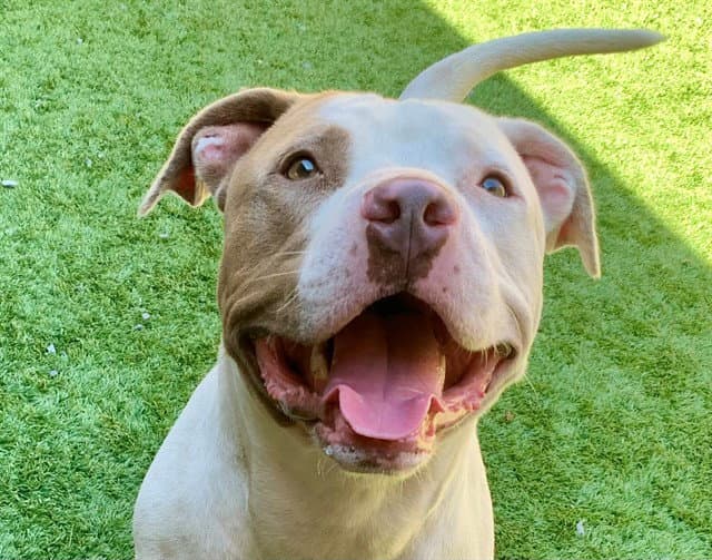 Face - Pit Bull Terrier