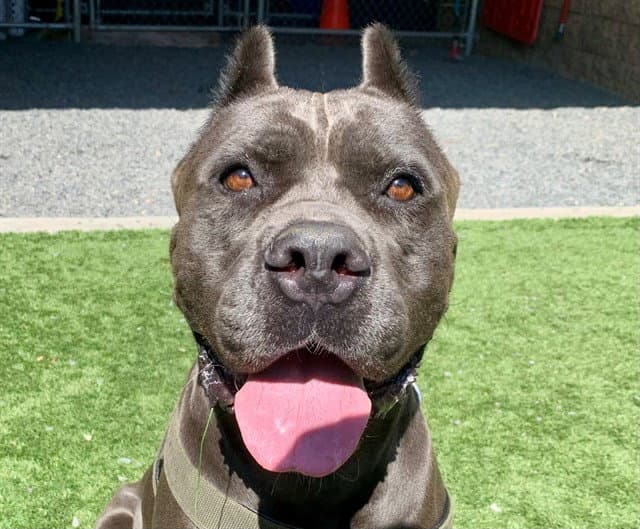 Marcy - Cane Corso Mastiff